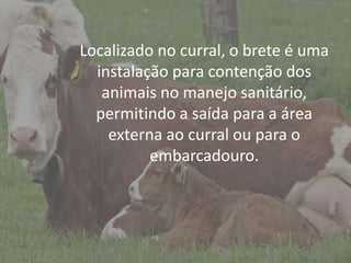 Introdução
Localizado no curral, o brete é uma
instalação para contenção dos
animais no manejo sanitário,
permitindo a saída para a área
externa ao curral ou para o
embarcadouro.
 