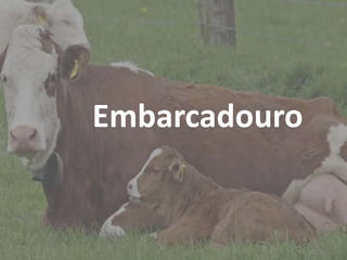 Introdução
Embarcadouro
 