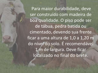IntroduçãoPara maior durabilidade, deve
ser construído com madeira de
boa qualidade. O piso pode ser
de tábua, pedra batida ou
cimentado, devendo sua frente
ficar a uma altura de 1,0 a 1,20 m
do nível do solo. É recomendável
1 m de largura. Deve ficar
localizado no final do brete.
 