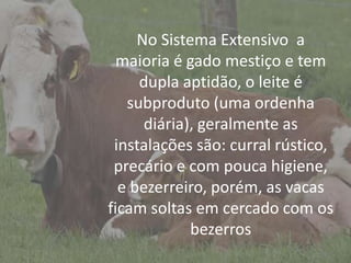 No Sistema Extensivo a
maioria é gado mestiço e tem
dupla aptidão, o leite é
subproduto (uma ordenha
diária), geralmente as
instalações são: curral rústico,
precário e com pouca higiene,
e bezerreiro, porém, as vacas
ficam soltas em cercado com os
bezerros
 