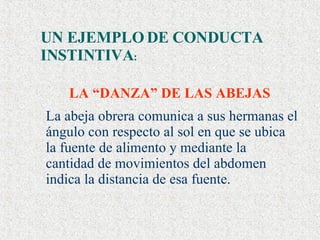 UN EJEMPLO DE CONDUCTA INSTINTIVA : LA “DANZA” DE LAS ABEJAS La abeja obrera comunica a sus hermanas el ángulo con respecto al sol en que se ubica la fuente de alimento y mediante la cantidad de movimientos del abdomen indica la distancia de esa fuente. 