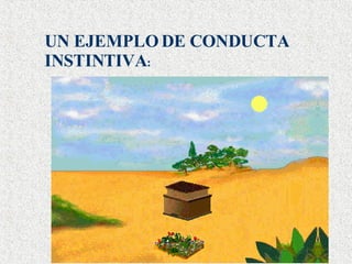 UN EJEMPLO DE CONDUCTA INSTINTIVA : 