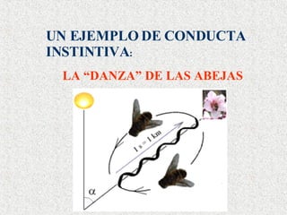 UN EJEMPLO DE CONDUCTA INSTINTIVA : LA “DANZA” DE LAS ABEJAS 