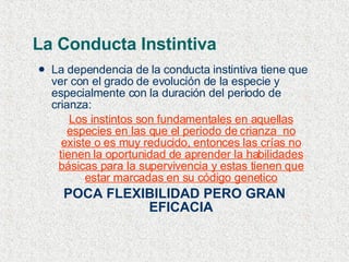 La Conducta Instintiva La dependencia de la conducta instintiva tiene que ver con el grado de evolución de la especie y especialmente con la duración del periodo de crianza: Los instintos son fundamentales en aquellas especies en las que el periodo de crianza  no existe o es muy reducido, entonces las crías no tienen la oportunidad de aprender la habilidades básicas para la supervivencia y estas tienen que estar marcadas en su código genetico POCA FLEXIBILIDAD PERO GRAN EFICACIA 