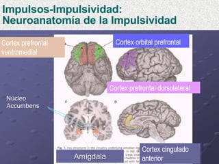 Impulsos-Impulsividad:  Neuroanatomía de la Impulsividad 