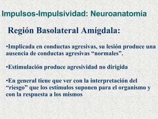 Impulsos-Impulsividad: Neuroanatomía Región Basolateral Amígdala:   Implicada en conductas agresivas, su lesión produce una ausencia de conductas agresivas “normales”. Estimulación produce agresividad no dirigida En general tiene que ver con la interpretación del “riesgo” que los estímulos suponen para el organismo y con la respuesta a los mismos 