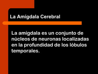 La amígdala es un conjunto de
núcleos de neuronas localizadas
en la profundidad de los lóbulos
temporales.
La Amígdala Cerebral
 