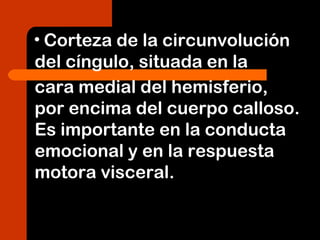 • Corteza de la circunvolución
del cíngulo, situada en la
cara medial del hemisferio,
por encima del cuerpo calloso.
Es importante en la conducta
emocional y en la respuesta
motora visceral.
 