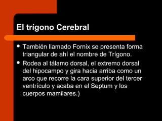 El trígono Cerebral
 También llamado Fornix se presenta forma
triangular de ahí el nombre de Trígono.
 Rodea al tálamo dorsal, el extremo dorsal
del hipocampo y gira hacia arriba como un
arco que recorre la cara superior del tercer
ventrículo y acaba en el Septum y los
cuerpos mamilares.)
 