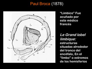 “Límbico” Fue
acuñado por
este médico
francés
Le Grand lobel
limbique:
estructuras
situadas alrededor
del tronco del
encéfalo, En el
“limbo” o extremos
de los hemisferios
Paul Broca (1878)
 