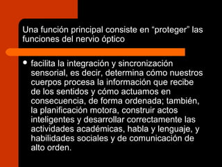 Una función principal consiste en “proteger” las
funciones del nervio óptico
 facilita la integración y sincronización
sensorial, es decir, determina cómo nuestros
cuerpos procesa la información que recibe
de los sentidos y cómo actuamos en
consecuencia, de forma ordenada; también,
la planificación motora, construir actos
inteligentes y desarrollar correctamente las
actividades académicas, habla y lenguaje, y
habilidades sociales y de comunicación de
alto orden.
 