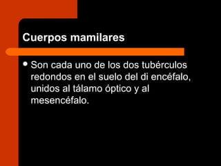 Cuerpos mamilares
Son cada uno de los dos tubérculos
redondos en el suelo del di encéfalo,
unidos al tálamo óptico y al
mesencéfalo.
 