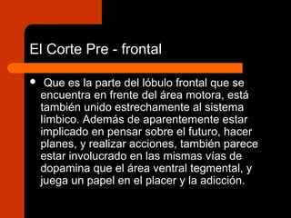 El Corte Pre - frontal
 Que es la parte del lóbulo frontal que se
encuentra en frente del área motora, está
también unido estrechamente al sistema
límbico. Además de aparentemente estar
implicado en pensar sobre el futuro, hacer
planes, y realizar acciones, también parece
estar involucrado en las mismas vías de
dopamina que el área ventral tegmental, y
juega un papel en el placer y la adicción.
 