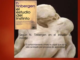 El comportamiento innato es aquel que no ha
sido cambiado por procesos de aprendizaje”.
Según N. Tinbergen en el estudio del
instinto :
 