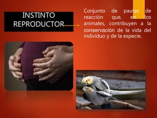 Conjunto de pautas de
reacción que, en los
animales, contribuyen a la
conservación de la vida del
individuo y de la especie.
INSTINTO
REPRODUCTOR
 