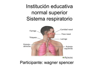 Institución educativa normal superior Sistema respiratorio Participante: wagner spencer 