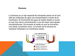 Ósmosis
La ósmosis es un tipo especial de transporte pasivo en el cual
sólo las moléculas de agua son transportadas a través de la
membrana. El movimiento de agua se realiza desde un punto
en que hay menor concentración a uno de mayor para igualar
concentraciones. De acuerdo al medio en que se encuentre
una célula, la ósmosis varía. La función de la osmosis es
mantener hidratada a la membrana celular.
 