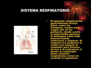 SISTEMA RESPIRATORIO El  aparato respiratorio  generalmente incluye tubos, como los bronquios, usados para cargar aire en los pulmones, donde ocurre el intercambio gaseoso. El diafragma como todo músculo puede contraerse y relajarse. Al relajarse los pulmones al contar con espacio se expanden para llenarse de aire y al contraerse el mismo es expulsado. Estos sistemas respiratorios varían de acuerdo al organismo.  