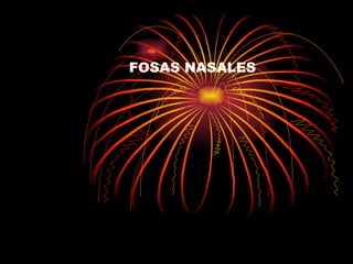 FOSAS NASALES   