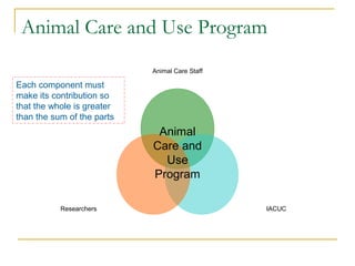 Institutional Animal Care and Use Committee (IACUC) | PPT