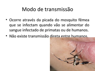 Modo de transmissão
• Ocorre através da picada do mosquito fêmea
  que se infectam quando vão se alimentar do
  sangue infectado de primatas ou de humanos.
• Não existe transmissão direta entre humanos.
 