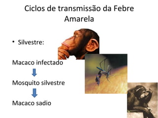 Ciclos de transmissão da Febre
                Amarela

• Silvestre:

Macaco infectado

Mosquito silvestre

Macaco sadio
 