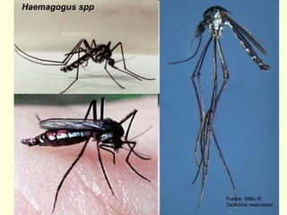 Epidemiologia de Febre amarela, Zika e Dengue como doenças emergentes e reemergentes