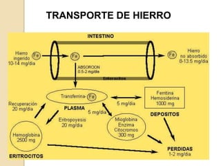 TRANSPORTE DE HIERRO
 