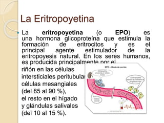 La Eritropoyetina
 La eritropoyetina (o EPO) es
una hormona glicoproteína que estimula la
formación de eritrocitos y es el
principal agente estimulador de la
eritropoyesis natural. En los seres humanos,
es producida principalmente por el
riñón en las células
intersticiales peritubulares,
células mesangiales
(del 85 al 90 %),
el resto en el hígado
y glándulas salivales
(del 10 al 15 %).
 