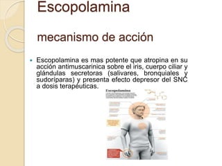 Escopolamina
mecanismo de acción
 Escopolamina es mas potente que atropina en su
acción antimuscarinica sobre el iris, cuerpo ciliar y
glándulas secretoras (salivares, bronquiales y
sudoríparas) y presenta efecto depresor del SNC
a dosis terapéuticas.
 