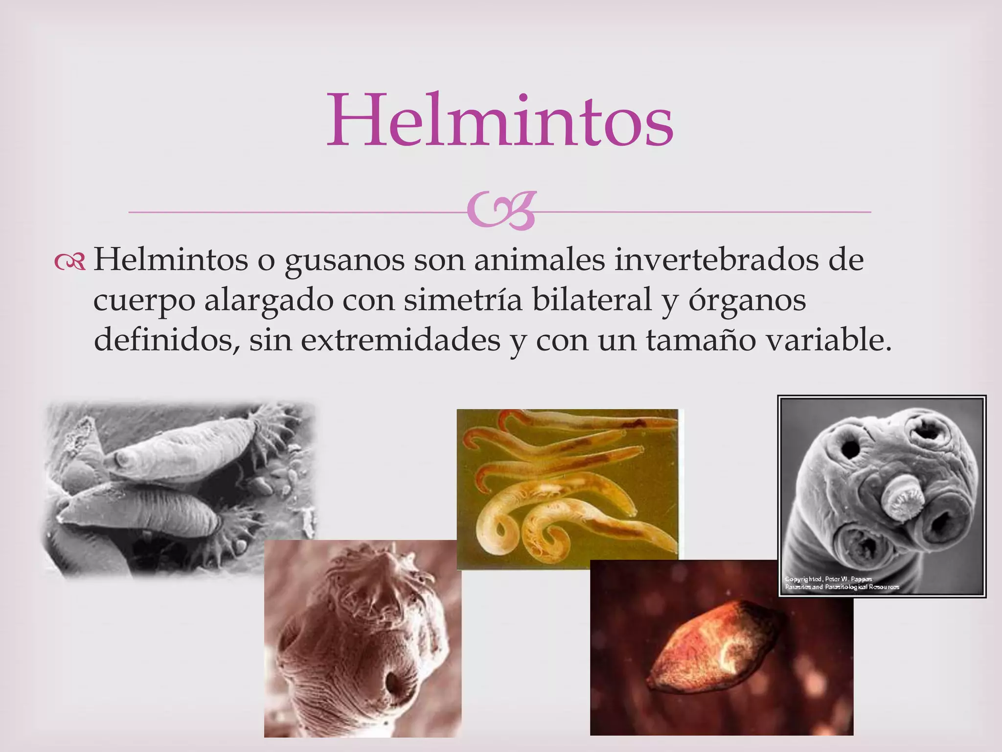 Morfología de Helmintos | PPTX