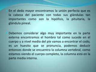  En el dedo mayor encontramos la unión perfecta que es
la cabeza del paciente con todas sus glándulas tan
importantes como son la hipófisis, la pituitaria, la
glándula pineal.
 Debemos considerar algo muy importante en la parte
externa encontramos el hombro tal como sucede en el
cuerpo y a nivel medio del píe vamos a encontrar el codo,
es un huesito que se pronuncia, podemos deducir
entonces donde se encuentra la columna vertebral, como
estamos viendo el cuerpo completo, la columna está en la
parte media interna.
 