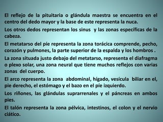 El reflejo de la pituitaria o glándula maestra se encuentra en el
centro del dedo mayor y la base de este representa la nuca.
Los otros dedos representan los sinus y las zonas específicas de la
cabeza.
El metatarso del píe representa la zona torácica comprende, pecho,
corazón y pulmones, la parte superior de la espalda y los hombros .
La zona situada justo debajo del metatarso, representa el diafragma
o plexo solar, una zona neural que tiene muchos reflejos con varias
zonas del cuerpo.
El arco representa la zona abdominal, hígado, vesícula biliar en el,
pie derecho, el estómago y el bazo en el píe izquierdo.
Los riñones, las glándulas suprarrenales y el páncreas en ambos
pies.
El talón representa la zona pélvica, intestinos, el colon y el nervio
ciático.
 