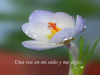 Una voz en mi oído y me dijo: