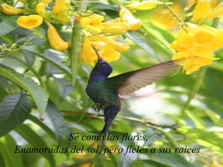 Sé como las flores,
Enamoradas del sol, pero fieles a sus raices
 