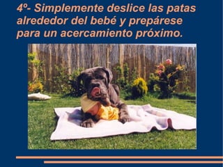 4º- Simplemente deslice las patas alrededor del bebé y prepárese para un acercamiento próximo. 