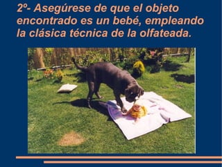 2º- Asegúrese de que el objeto encontrado es un bebé, empleando la clásica técnica de la olfateada. 