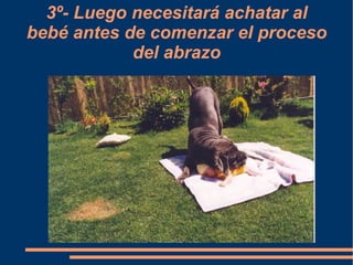 3º- Luego necesitará achatar al bebé antes de comenzar el proceso del abrazo 