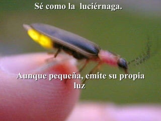Sé como la  luciérnaga.   Aunque pequeña, emite su propia luz   