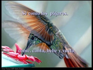 Sé como los  pájaros.   come, canta, bebe y vuela 