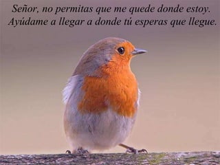 Señor, no permitas que me quede donde estoy.  Ayúdame a llegar a donde tú esperas que llegue. 