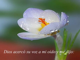 Dios acercó su voz a mi oído y me dijo:   