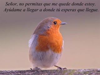 Señor, no permitas que me quede donde estoy.  Ayúdame a llegar a donde tú esperas que llegue. 