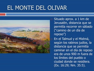 EL MONTE DEL OLIVAR
 Situado aprox. a 1 km de
Jerusalén, distancia que se
permitía recorrer en sábado
(“camino de un día de
reposo”)
 En el Talmud y el Mishná,
según los rabinos judíos, la
distancia que se permitía
caminar en el día de reposo
era de unos 900 m fuera de
los límites del pueblo o
ciudad donde se residiera.
(Ex. 16:29; Nm. 35:5).
 