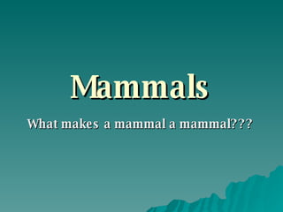 Mammals What makes a mammal a mammal??? 