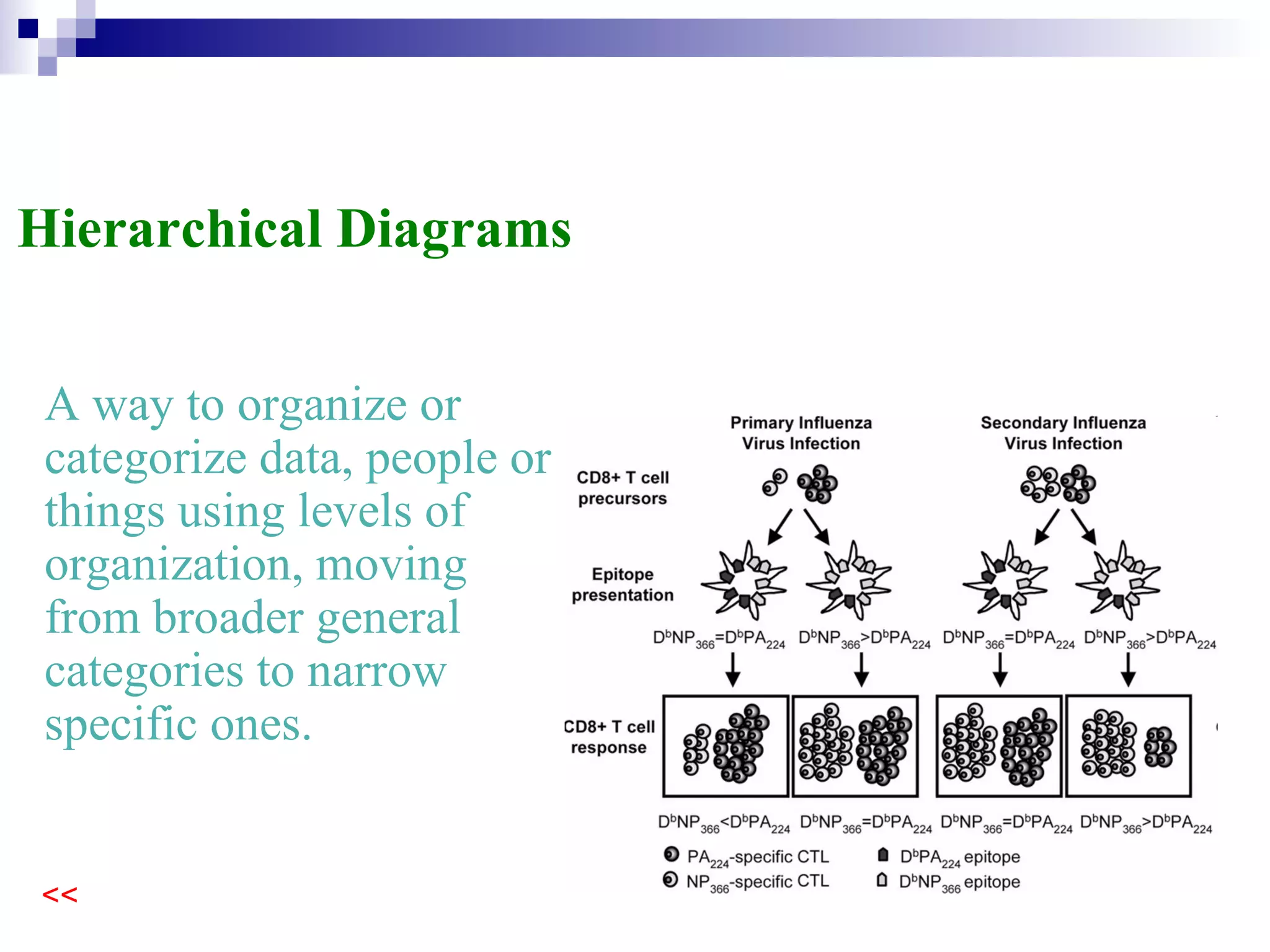Hierarchical Diagrams A way to organize or categorize data using levels of organization, moving from broader general categories to narrow specific ones. 