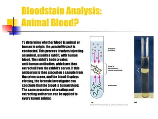 Bloodstain Analysis: Animal Blood? To determine whether blood is animal or  human in origin, the  precipitin test   is conducted. This process involves injecting  an animal, usually a rabbit, with human  blood. The rabbit's body creates  anti-human antibodies, which are then  extracted from the rabbit's serum. If this  antiserum is then placed on a sample from the crime scene, and the blood displays  clotting, the forensic investigator can  conclude that the blood is human blood.  The same procedure of creating and  extracting antiserum can be applied to  every known animal. 