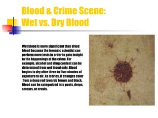 Blood & Crime Scene: Wet vs. Dry Blood Wet blood is more significant than dried  blood because the forensic scientist can perform more tests in order to gain insight  to the happenings of the crime. For  example, alcohol and drug content can be  determined from wet blood only. Blood  begins to dry after three to five minutes of  exposure to air. As it dries, it changes color from a deep red towards brown and black.  Blood can be categorized into pools, drops,  smears, or crusts.  