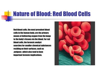 Nature of Blood: Red Blood Cells Red blood cells, the most prevalent blood cells in the human body, are the primary means of delivering oxygen from the lungs  to the body’s tissues via the blood. For red  blood cells, the forensic analyst  searches for smaller chemical substances  residing on their surfaces, such as antigens  , which also tend to have  important forensic implications. 