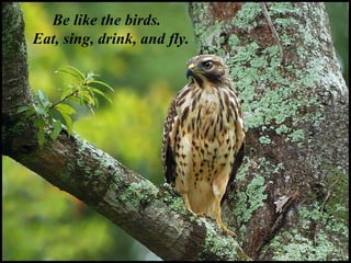 Be like the birds.  Eat, sing, drink, and fly. 